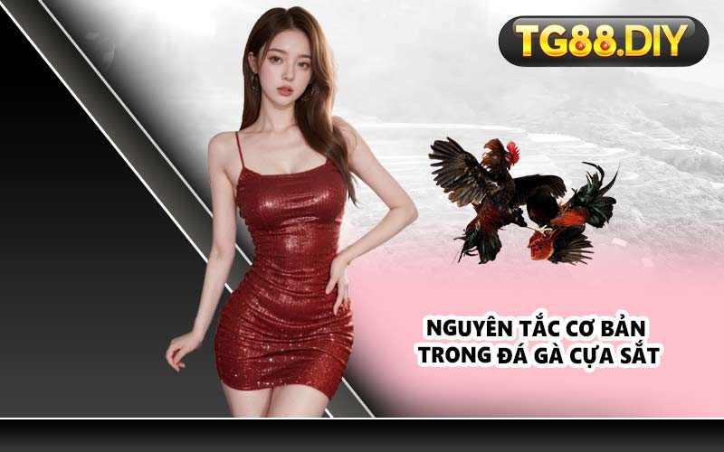 Nguyên tắc cơ bản trong đá gà cựa sắt